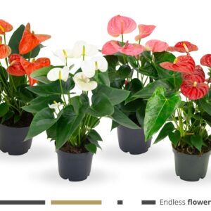 Anthurium mixed Anthurium - KARMA mix Grandiflora | 12cm
(10 Plants/Order)(12cmP 40cmH)
