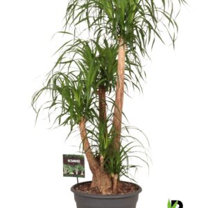 Nolina recurvata Beaucarnea rec. busch
(1 Plants/Order)(35cmP 120cmH)