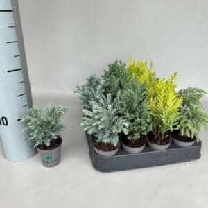 Chamaecyparis Woody World P5,5
(20 Plants/Order)(5.5cmP 15cmH)