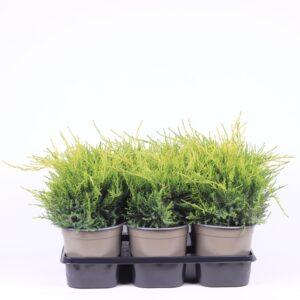 Juniperus x pfitzeriana Old Gold Juniperus x pfitzeriana 'Old Gold'
(6 Plants/Order)(15cmP 25cmH)