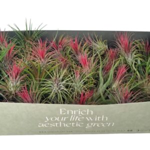 Tillandsia tillandsia mix x70
(70 Plants/Order)(4cmP 4cmH)