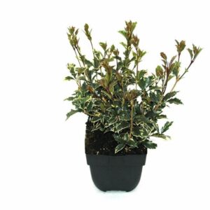 Osmanthus heterophyllus Variegatus Osmanthus heterophyllus 'Variegatus' P17
(6 Plants/Order)(17cmP 50cmH)