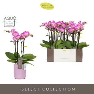 Phalaenopsis Multiflora Exclusivo Cupido 4 spike in Lilac Molise Aquo
(6 Plants/Order)(12cmP 45cmH)