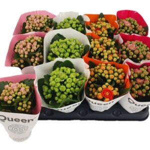 Kalanchoe Queen mix Dubble
(20 Plants/Order)(6cmP 14cmH)