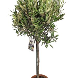 Olea europaea Olea Europaea Stem - 1241
(1 Plants/Order)(21cmP 100cmH)