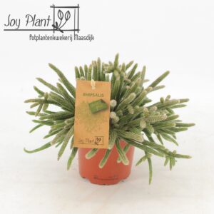 Rhipsalis baccifera subsp. horrida Rhipsalis horrida P10,5
(6 Plants/Order)(10.5cmP 17cmH)