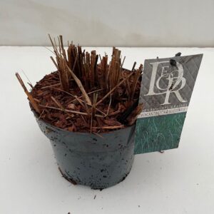 Miscanthus sinensis Gracillimus Miscanthus 'Gracillimus'
(3 Plants/Order)(19cmP 30cmH)