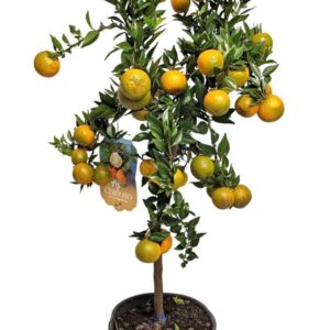 Citrus 'Chinotto' Citrus Myrtifolia Chinotto Stem
(1 Plants/Order)(21cmP 80cmH)