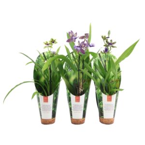 Zygopetalum mixed Inca Zygopetalum 1 spike 9cm in luxury jungle cover
(6 Plants/Order)(9cmP 35cmH)