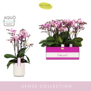 Phalaenopsis Multiflora Bellissimo Angelo in Molise White Aquo
(3 Plants/Order)(15cmP 50cmH)