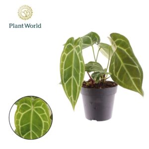 Anthurium Leaf Anthurium Chrystalinnum
(10 Plants/Order)(12cmP 30cmH)