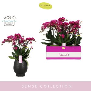 Phalaenopsis Multifloratypes other Bellissimo Amore in Abruzzo Black Aquo
(3 Plants/Order)(15cmP 50cmH)