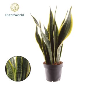 Sansevieria Laurentii Sansevieria Laurentii
(14 Plants/Order)(12cmP 45cmH)