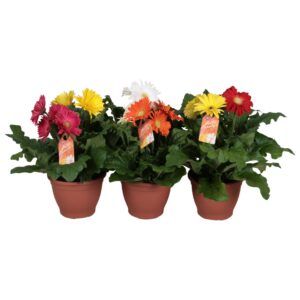 Gerbera Gerbera 3+bl 17cm patio getoefd 2 Colours per Pot 
(6 Plants/Order)(17cmP 25cmH)