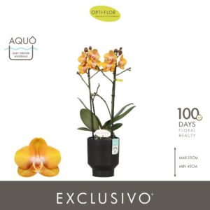 Phalaenopsis Las Vegas Exclusivo Las Vegas 2 spike in Emilia Dark Brown Aquo
(6 Plants/Order)(12cmP 45cmH)
