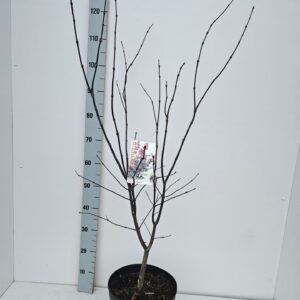 Acer palmatum Red Emperor Acer palmatum 'Red Emperor'
(1 Plants/Order)(26cmP 90cmH)