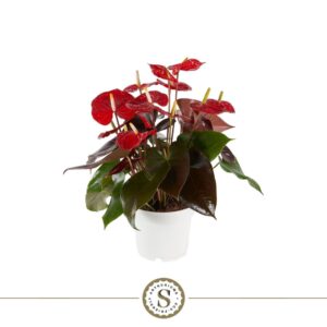 Anthurium Coral Champion Coral Champion 17cm
(6 Plants/Order)(17cmP 60cmH)