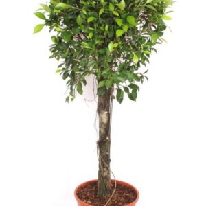 Ficus Ficus Nitida
(1 Plants/Order)(30cmP 130cmH)
