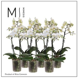 Phalaenopsis Multiflora Phalaenopsis Multi White 2 spike - 12cm | Mimesis
(5 Plants/Order)(12cmP 50cmH)