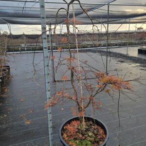 Acer palmatum Inaba-shidare Acer palmatum 'Inaba-Shidare'
(1 Plants/Order)(59cmP 180cmH)