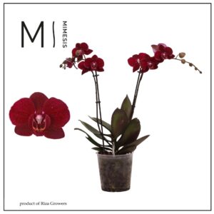Phalaenopsis Cartagena Phalaenopsis Cartagena 2 spike - 12cm | Mimesis
(10 Plants/Order)(12cmP 50cmH)