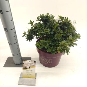 Rhododendron (Evergreen Azalea Grp) Rhododendron ENCORE® Pure White ('Homlea'PBR)
(1 Plants/Order)(23cmP 35cmH)