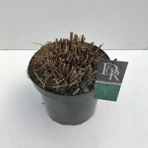 Miscanthus sinensis Gracillimus Miscanthus 'Gracillimus'
(1 Plants/Order)(29cmP 70cmH)