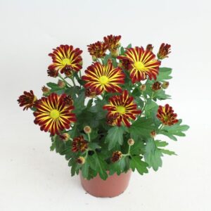 Chrysanthemum Rainbow Circus
(10 Plants/Order)(12cmP 25cmH)