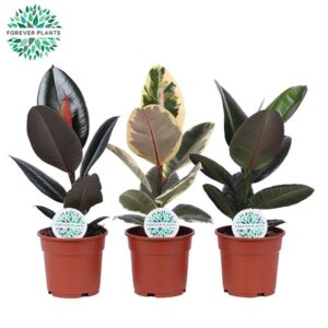 Ficus Ficus Elastica 2-3 Types mix p17
(1 Plants/Order)(17cmP 50cmH)