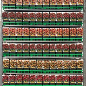Gaillardia Gaillardia mix CC P11
(10 Plants/Order)(11cmP 25cmH)
