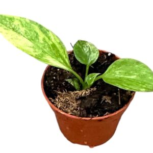 Anthurium Leaf Anthurium Vittarifolium Variegata
(19 Plants/Order)(6cmP 8cmH)