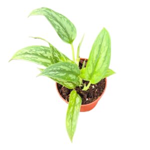 Scindapsus Scindapsus Stabilo Green Arrow
(10 Plants/Order)(9cmP 15cmH)