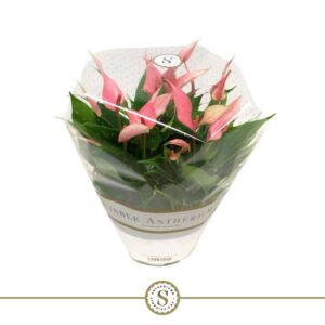 Anthurium Lilli Table Anthurium Schaal Lilli
(3 Plants/Order)(17cmP 30cmH)