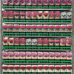 Carnation Carnation mix CC P11
(10 Plants/Order)(11cmP 25cmH)