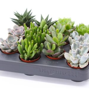 Succulenten mix Succulent mix 5,5 XXL
(12 Plants/Order)(5.5cmP 7cmH)