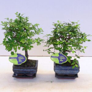 Bonsai Zelkova parvifolia, 12cm., broom, with driptray
(12 Plants/Order)(12cmP 22cmH)