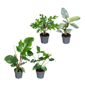 Philodendron Philodendron mixed 14cm
(8 Plants/Order)(14cmP 45cmH)