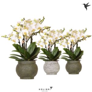Phalaenopsis Lausanne Kolibri Orchids Phalaenopsis Lausanne 6spike in Ancient green mix
(3 Plants/Order)(12cmP 35cmH)
