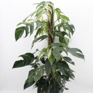 Epipremnum pinnatum mossto Epipremnum Pinnatum 'Albo Variegata'
(1 Plants/Order)(24cmP 125cmH)