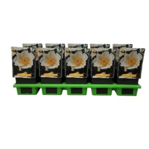 Paeonia Paeonia Lactiflora 'Krinkled White' P11
(10 Plants/Order)(11cmP 25cmH)