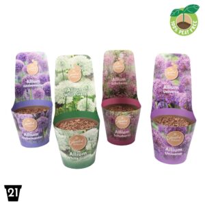 Allium Allium XXL mix
(4 Plants/Order)(21cmP 50cmH)