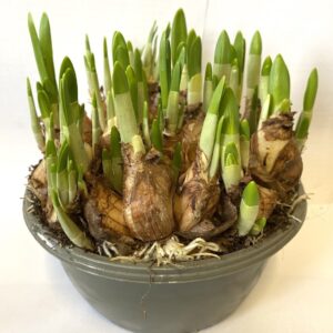 Narcissus Tete a tete Narcissus Tete Tete
(7 Plants/Order)(16cmP 16cmH)