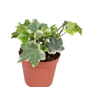 Hedera Hedera helix VARI
(21 Plants/Order)(8.5cmP 5cmH)
