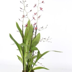 Oncidium Mieke von Holm 3+ spike Fragrant 12 cm
(10 Plants/Order)(12cmP 55cmH)