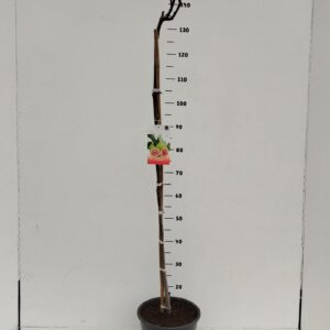 Ficus carica Ficus carica
(1 Plants/Order)(24cmP 120cmH)