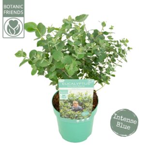 Eucalyptus pulverulenta Eucalyptus pul. 'Baby Blue'
(6 Plants/Order)(15cmP 35cmH)