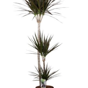 Dracaena Magenta Dracaena Magenta 90-45-15
(1 Plants/Order)(24cmP 140cmH)
