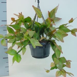 Rhipsalis elliptica Rhipsalis elliptica
(7 Plants/Order)(14cmP 35cmH)