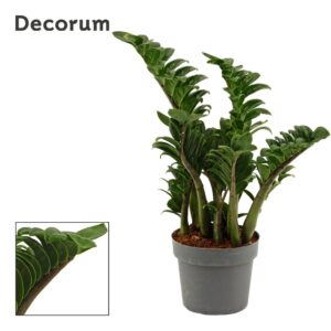 Zamioculcas Zenzi Zamioculcas Zenzi 17 cm, 4+ Feathers (Decorum)
(6 Plants/Order)(17cmP 55cmH)