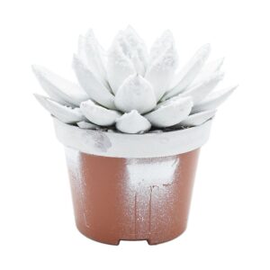 Echeveria Miranda Miranda coloured white + snow
(10 Plants/Order)(10.5cmP 13cmH)